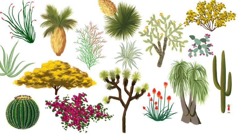 Different Types of Plants in the Desert