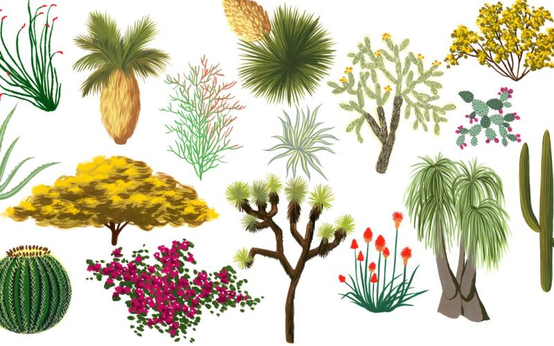 Different Types of Plants in the Desert