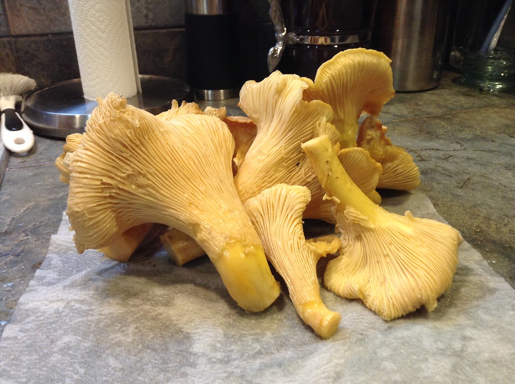 Chanterelle Mushroom