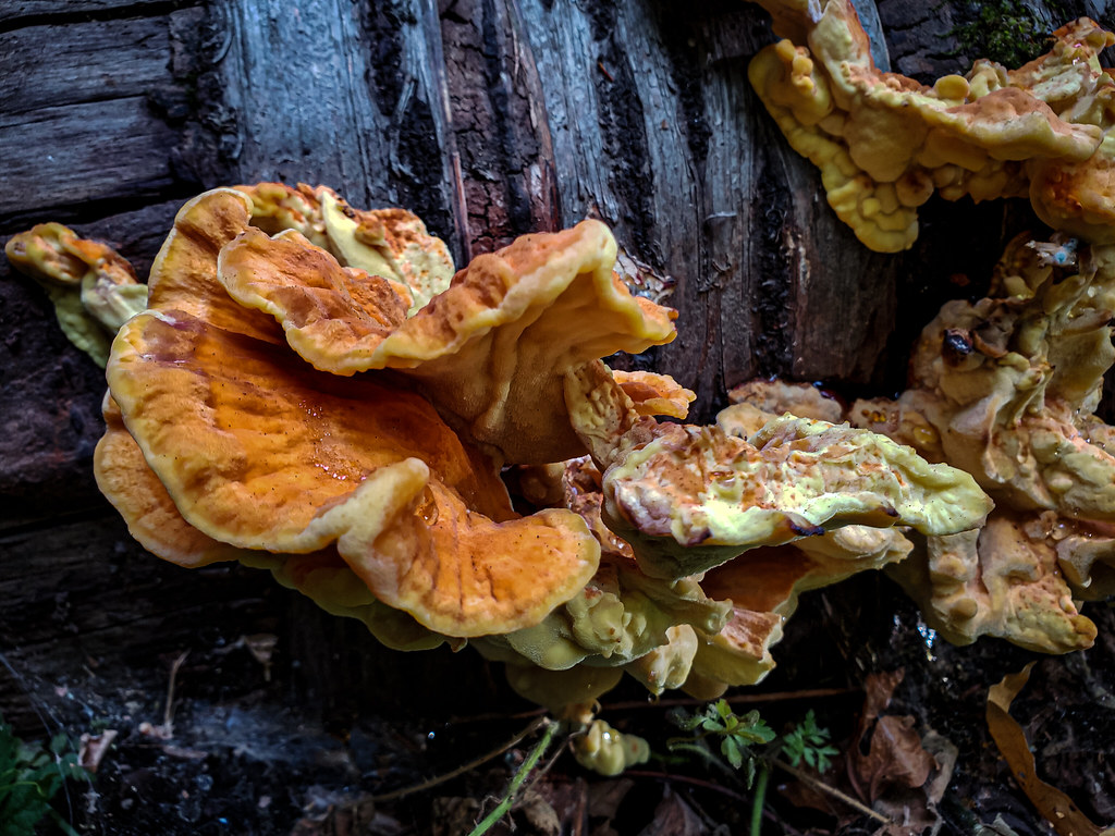 Chicken of the Woods