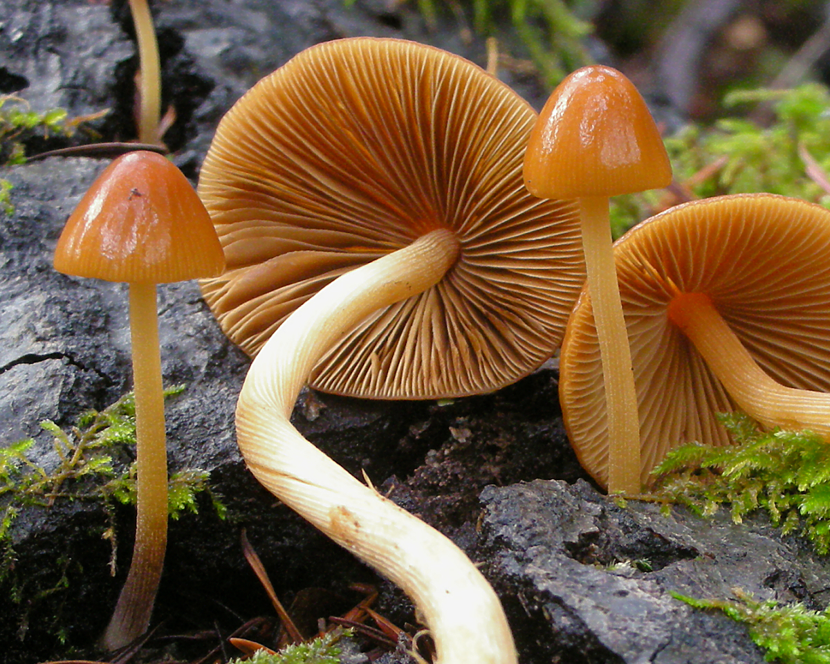 Conocybe