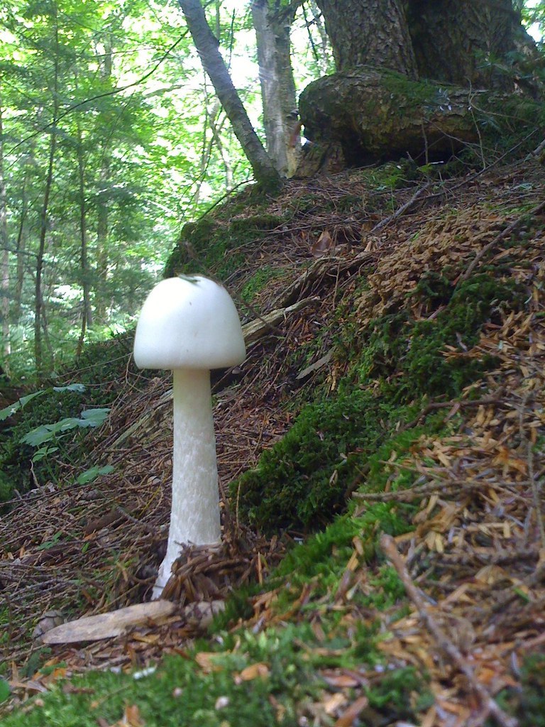 Destroying Angel