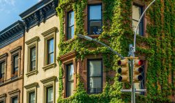 Different Types of Ivy Plants