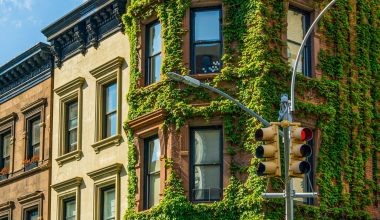 Different Types of Ivy Plants