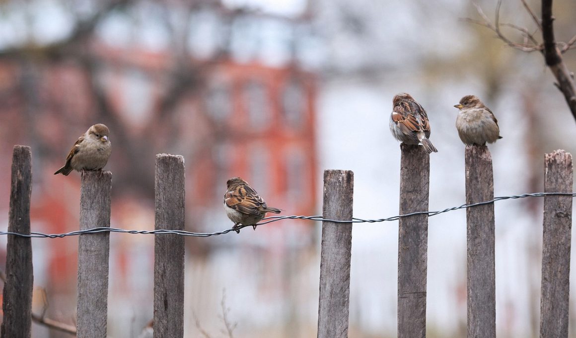 Different Types of Wood Fencing