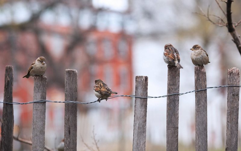 Different Types of Wood Fencing