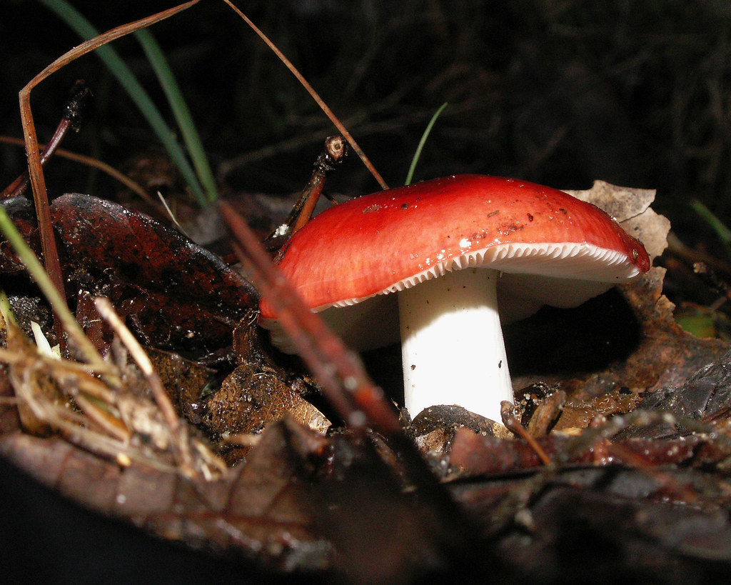 Emetic Russula