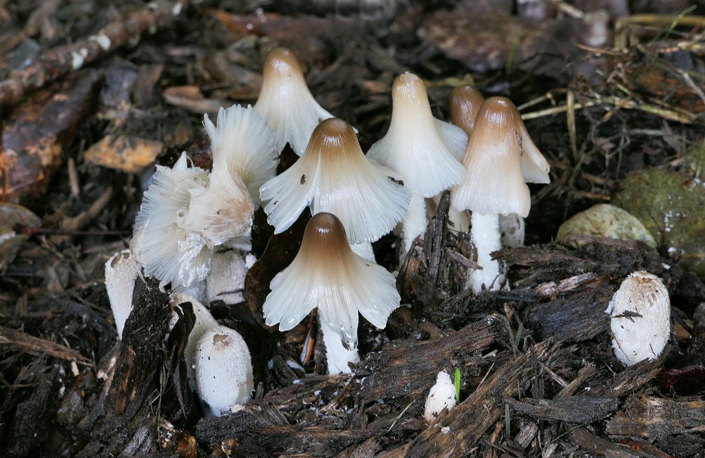 Inky Cap