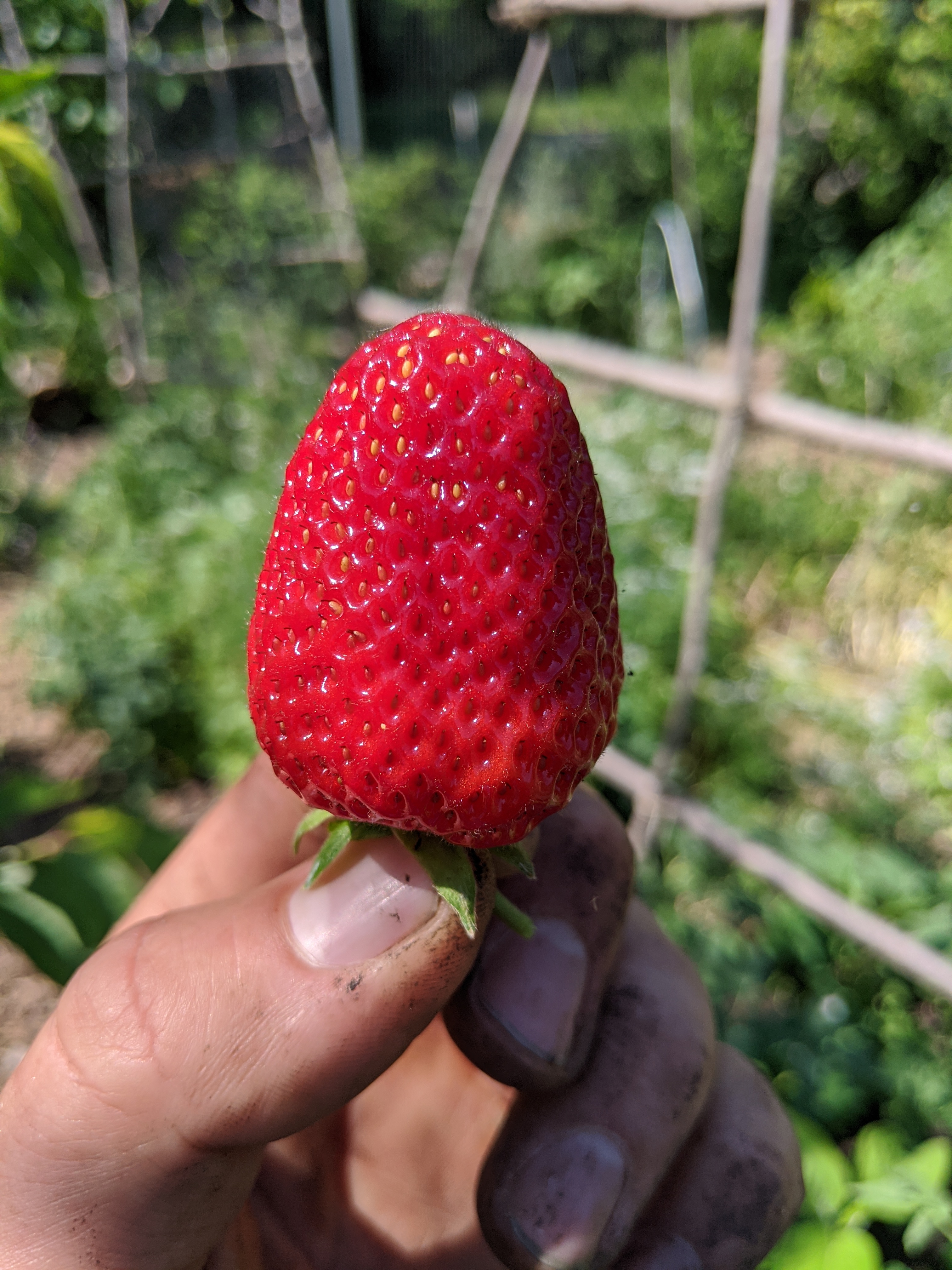 June-bearing Strawberry