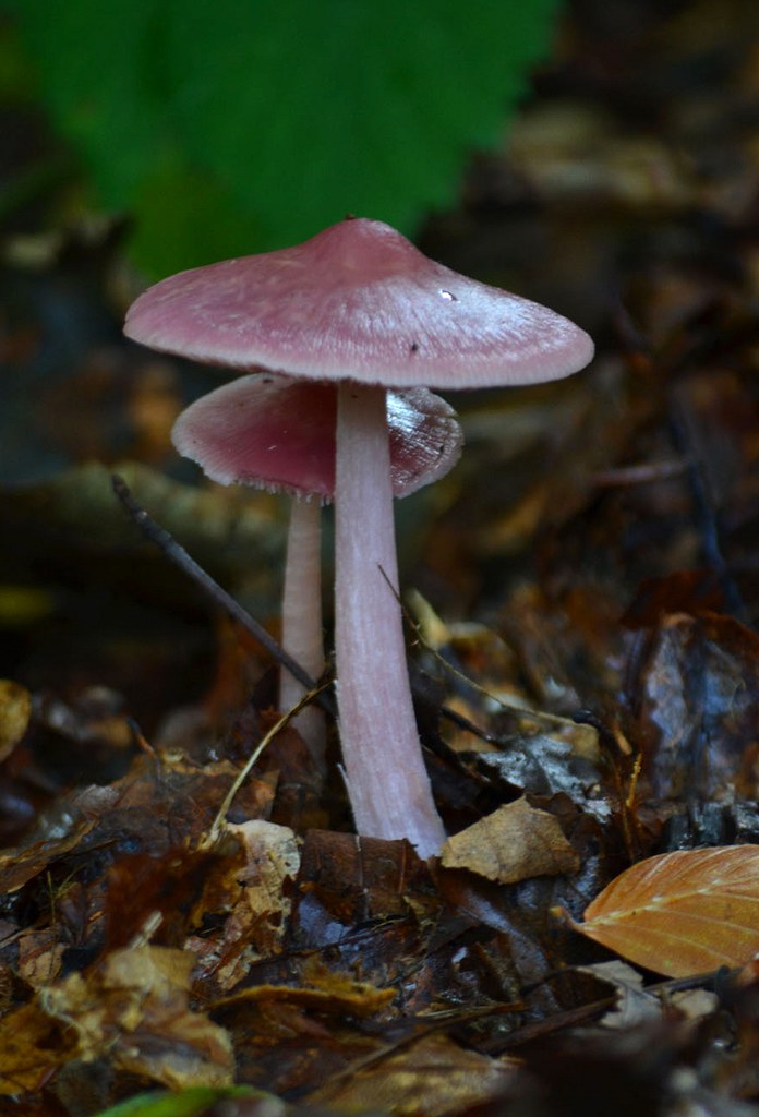 Lilac Bonnet