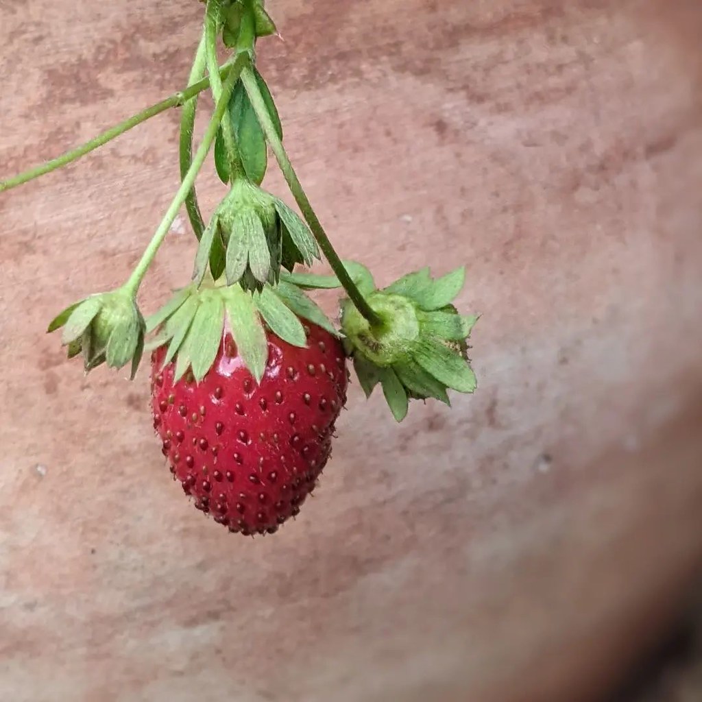 Mara des Bois Strawberry