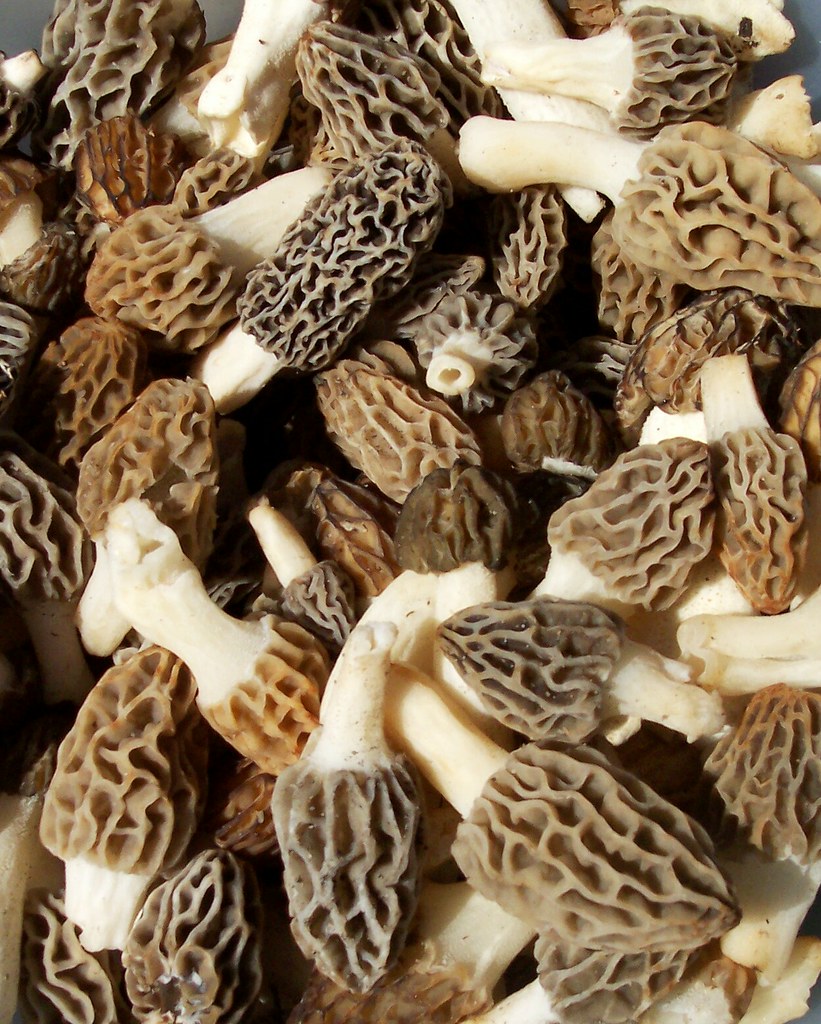 Morel Mushroom