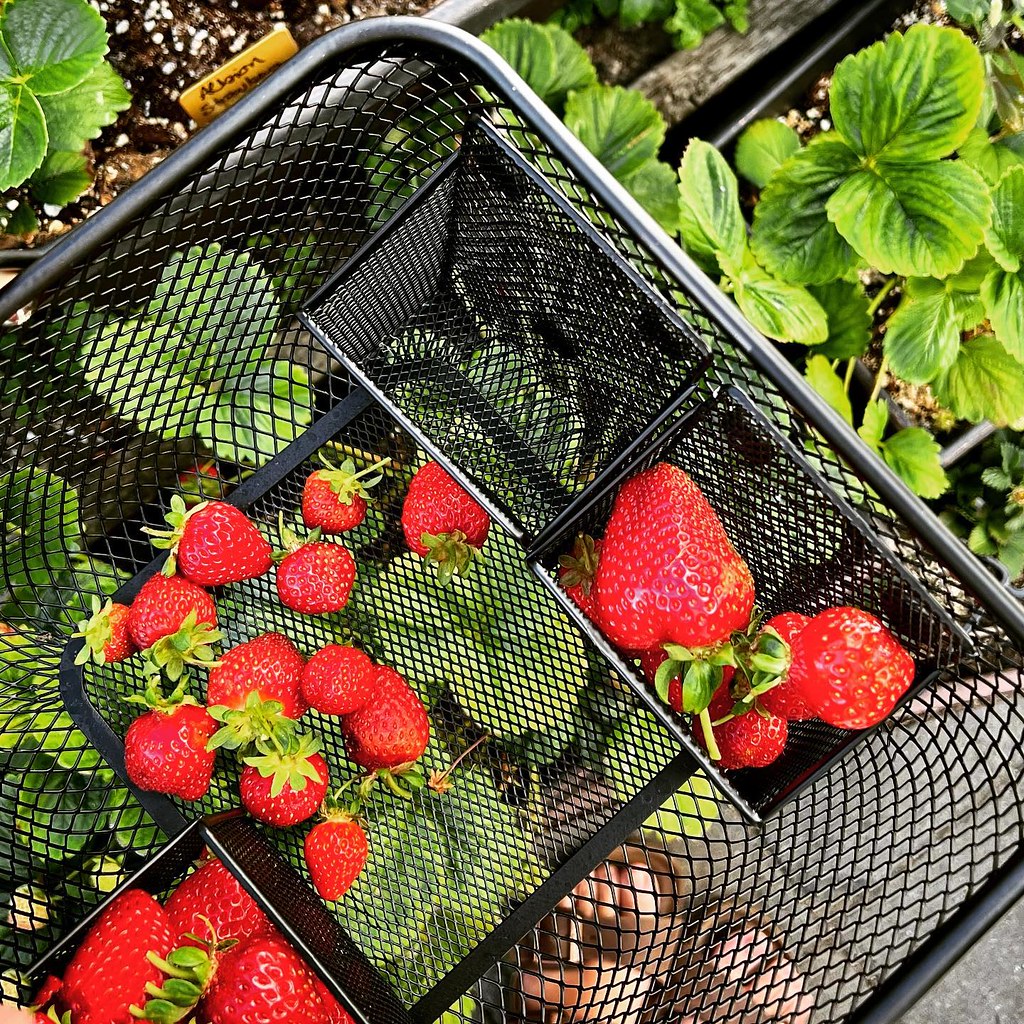 Ozark Beauty Strawberry