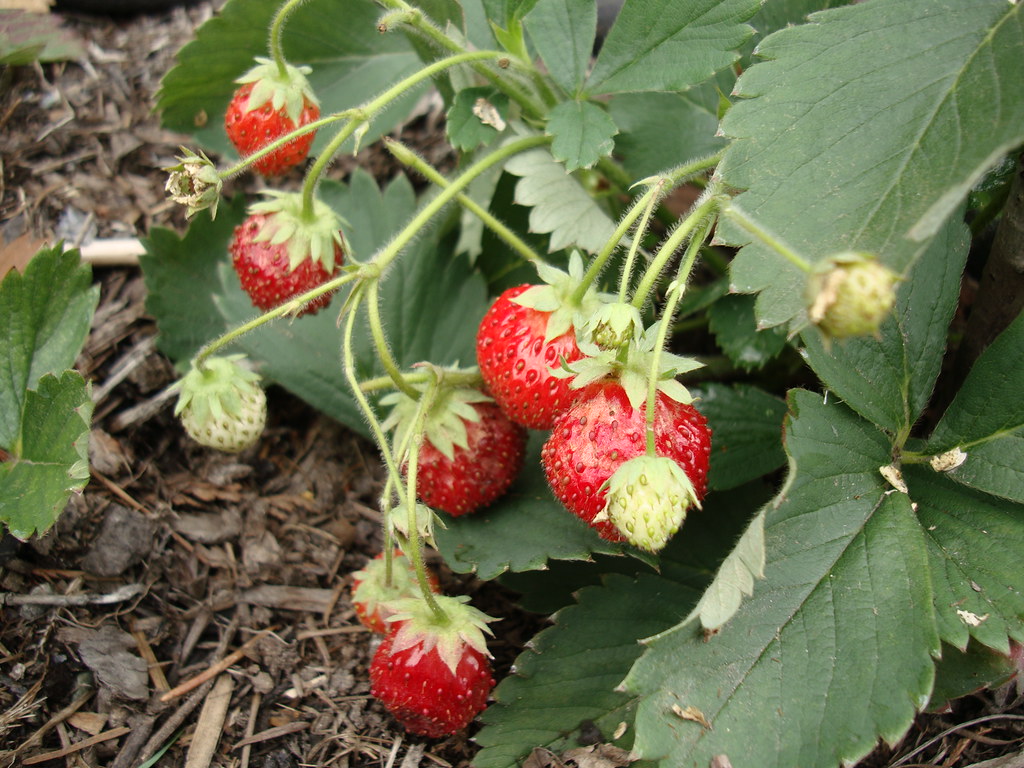 Quinault Strawberry