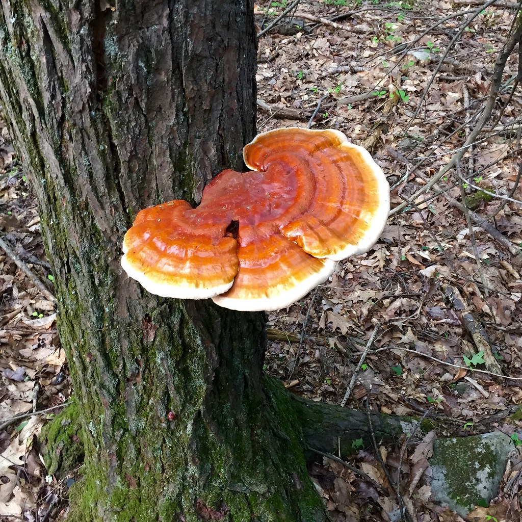 Reishi Mushroom