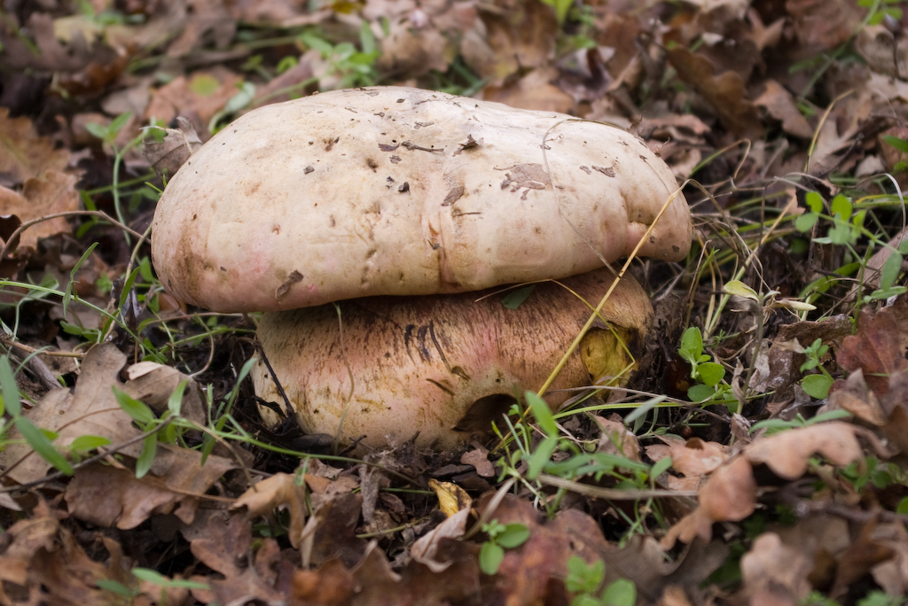 Satan’s Bolete