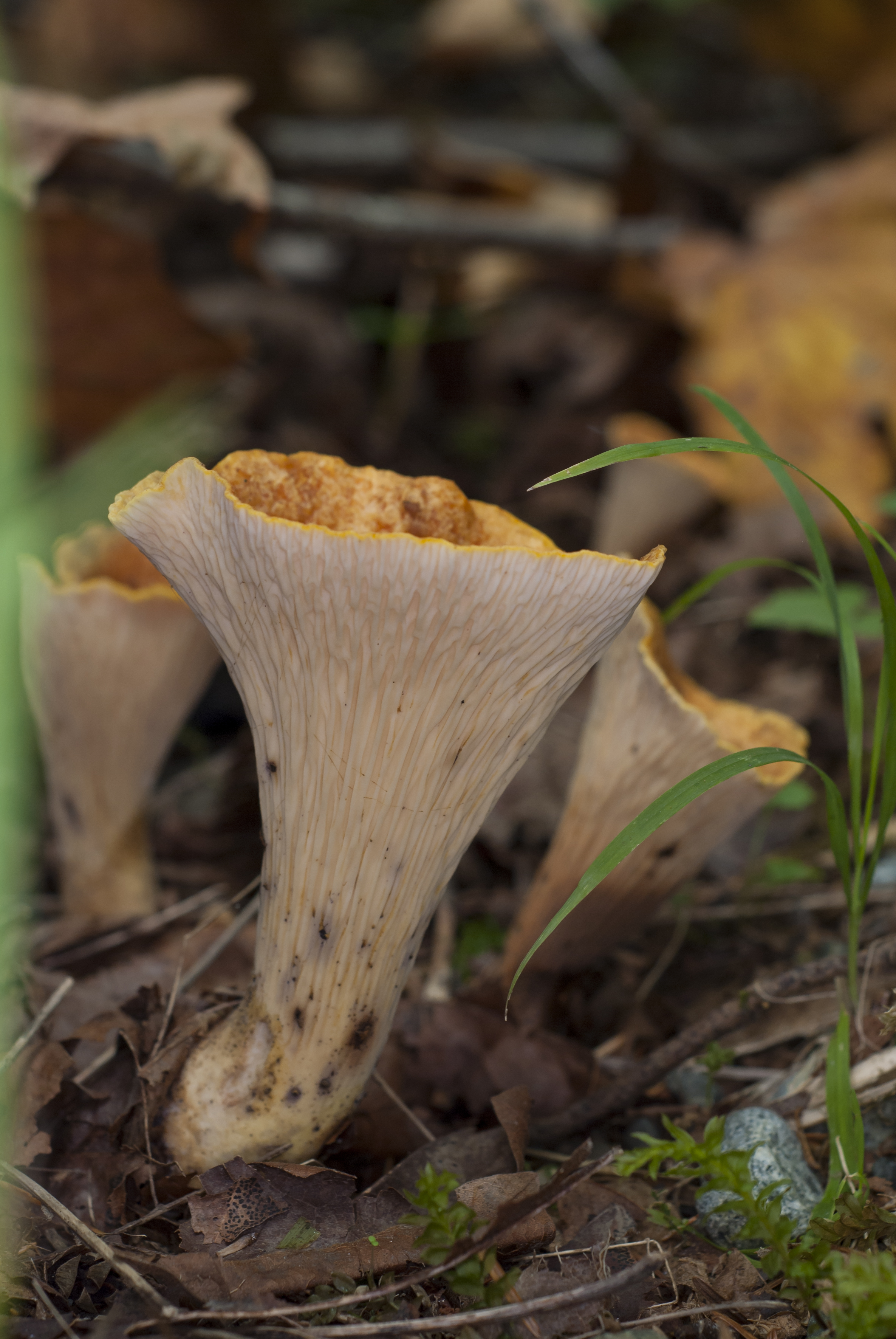 Scaly Vase Chanterelle