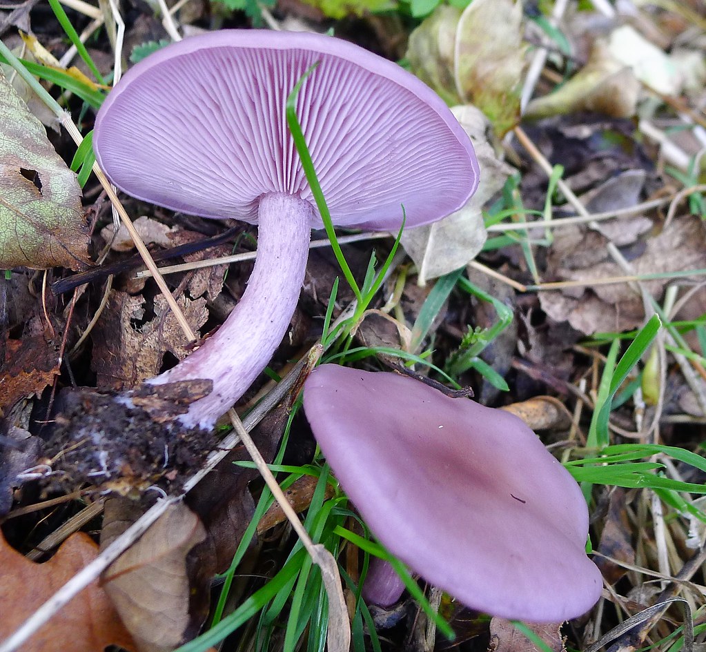 Wood Blewit