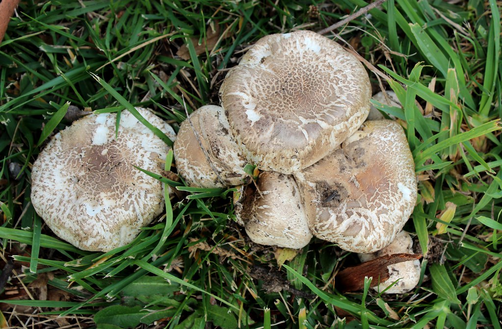 Yellow Stainer