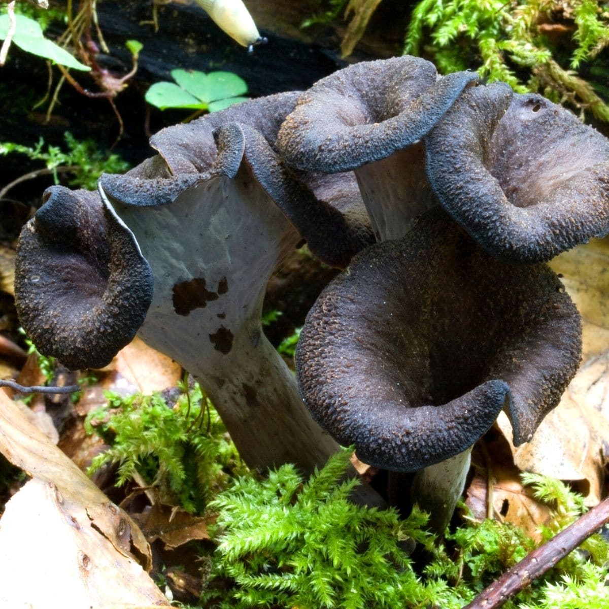 Black Trumpet Mushroom