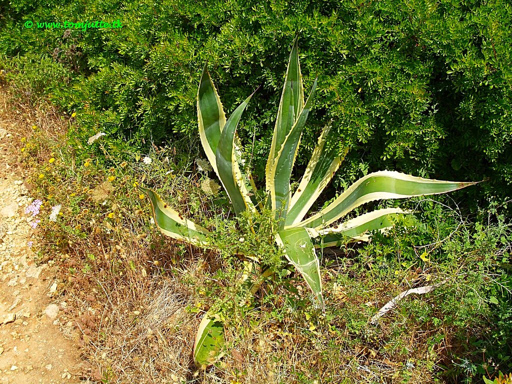 Agave Americana