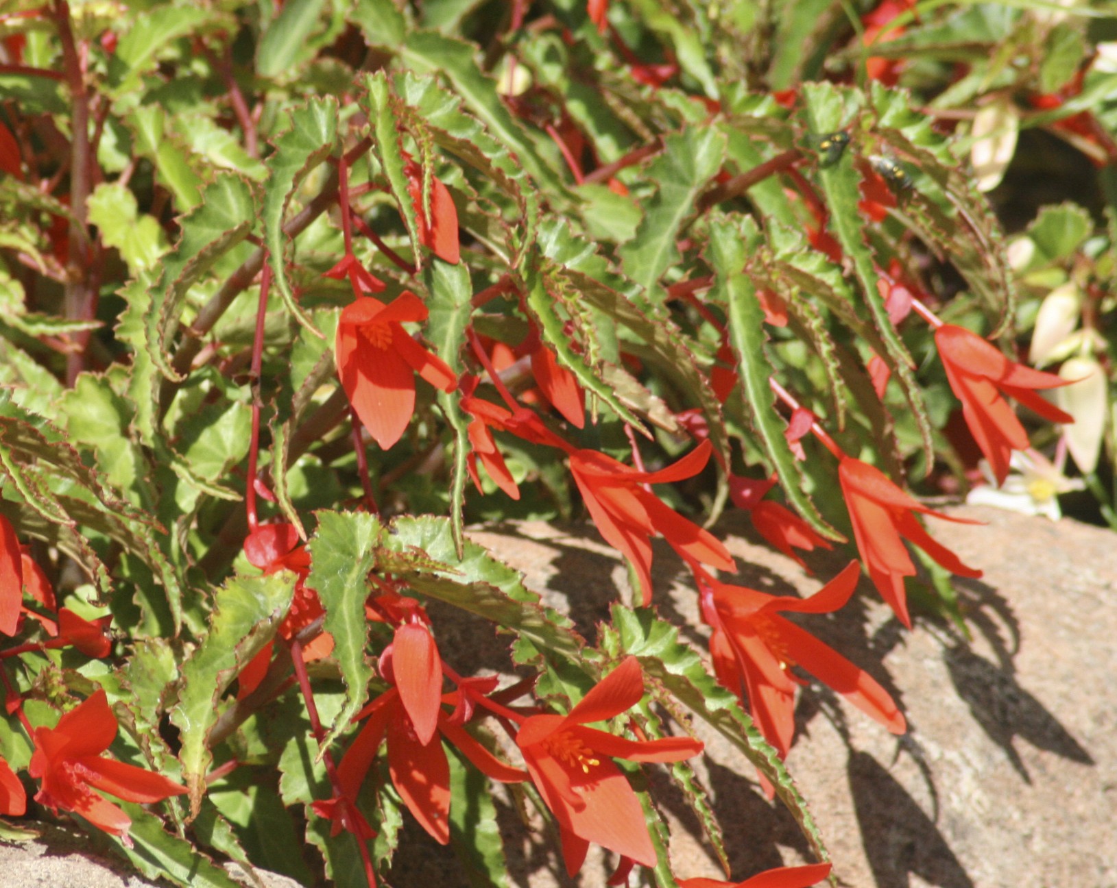 Boliviensis Begonia