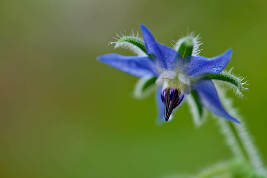 Borage