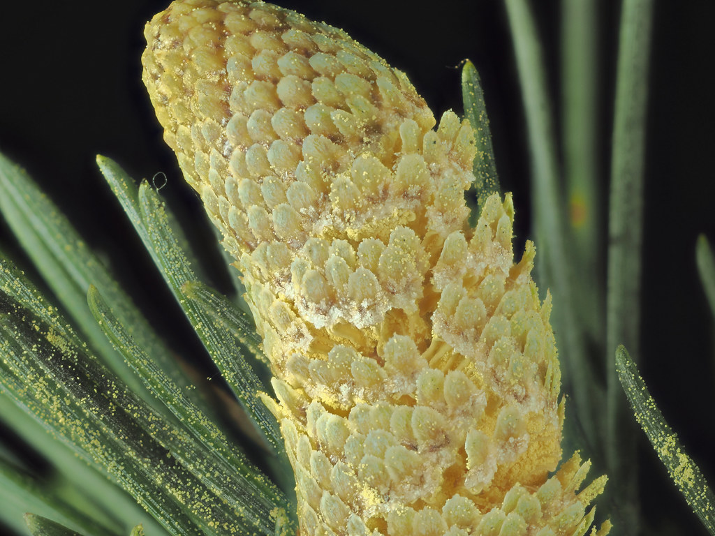 Cedrus Atlantica