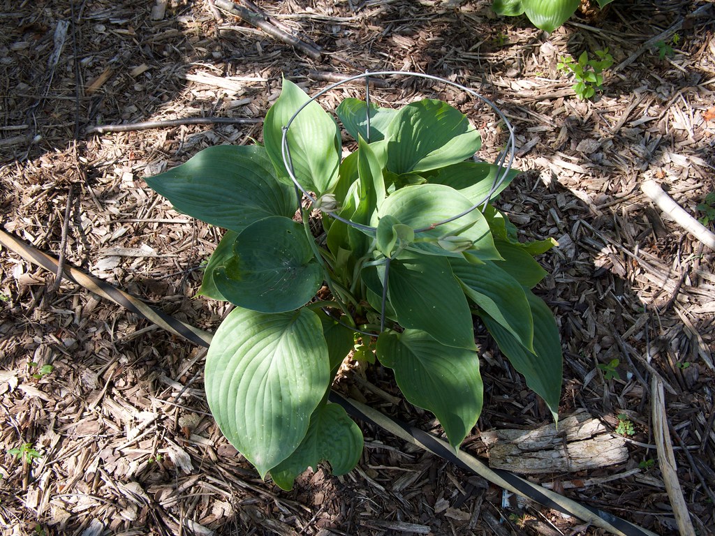 Hosta Empress Wu