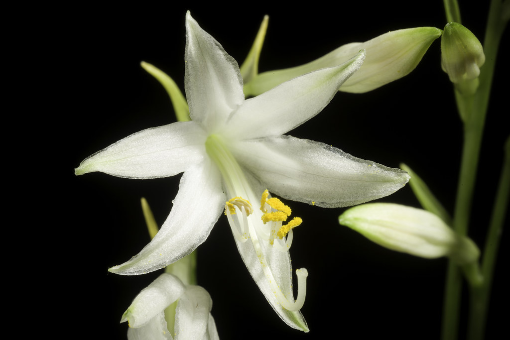 Hosta Gracillima