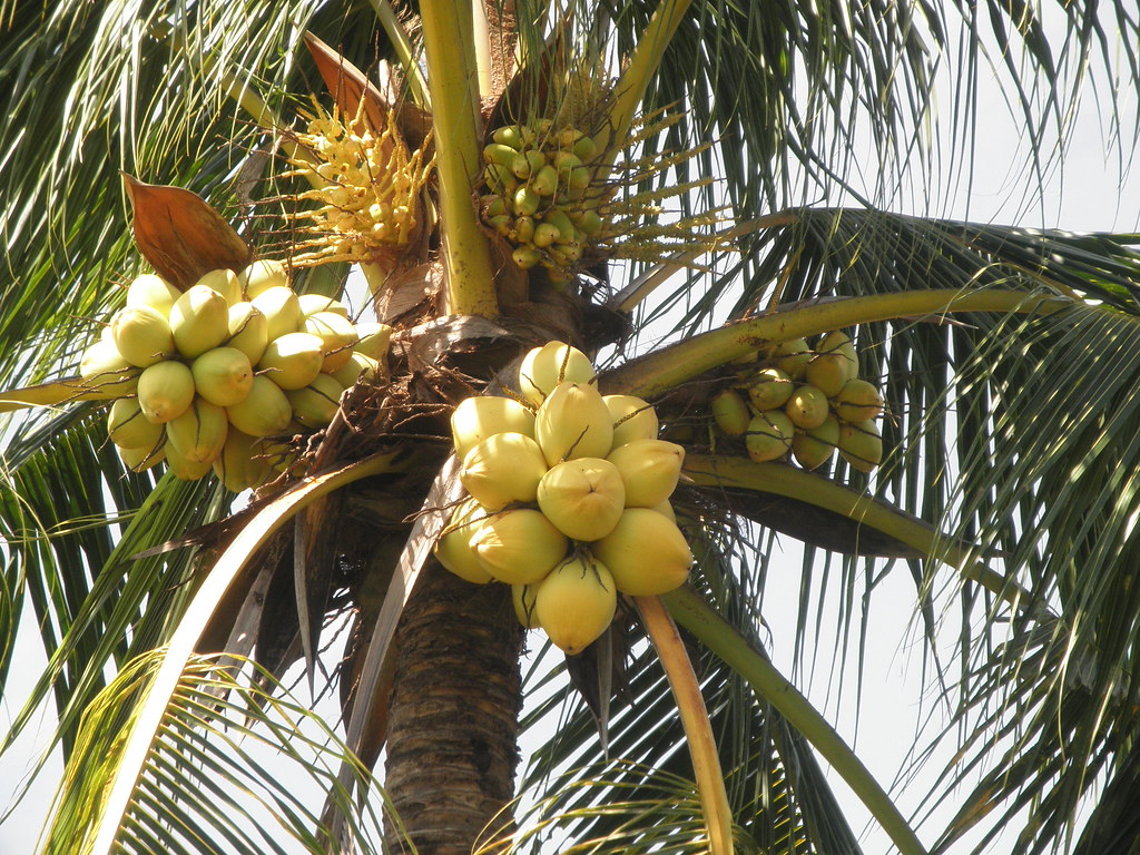 Malayan Yellow Dwarf Coconut