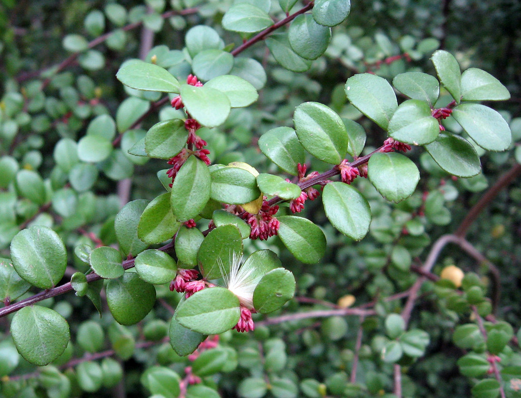 African Boxwood