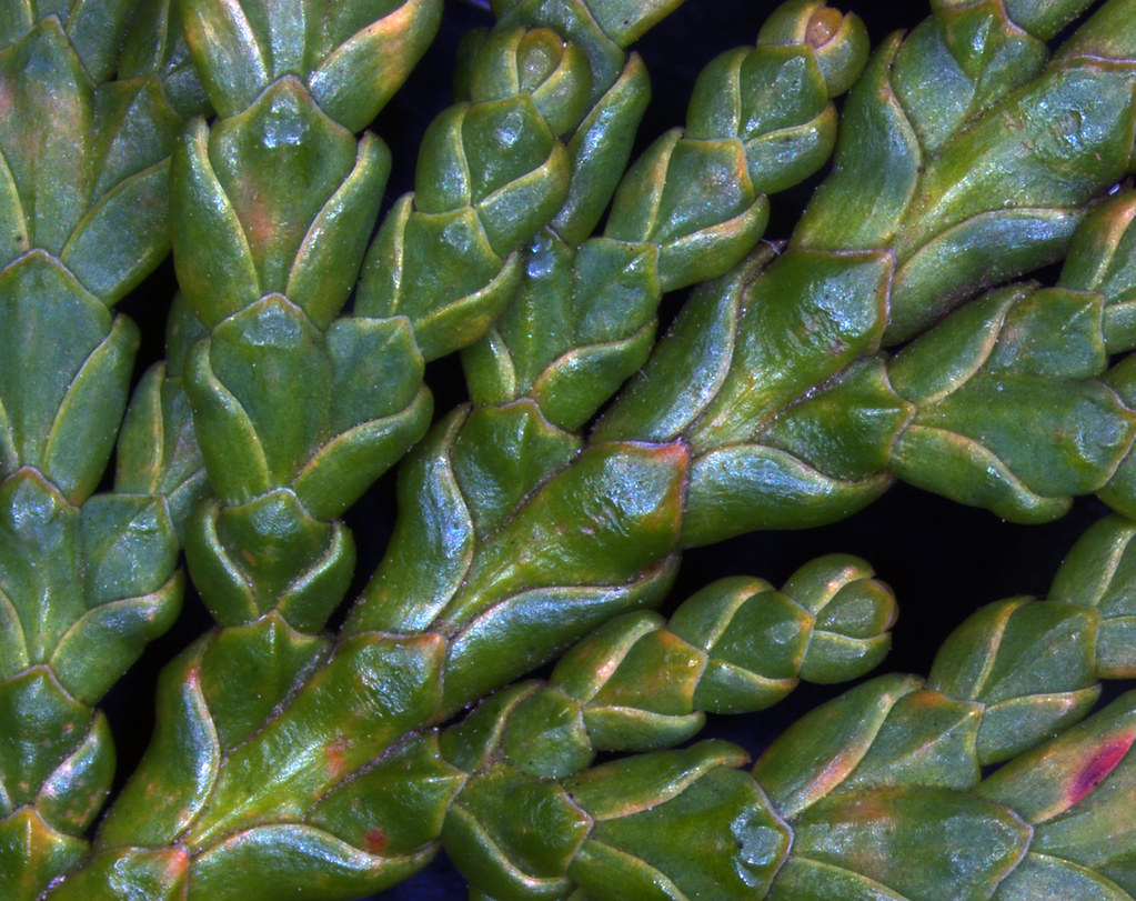 American Arborvitae