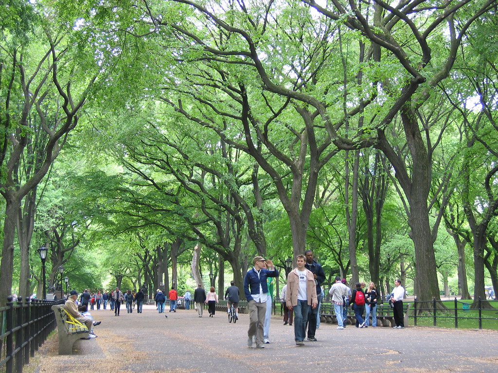 American Elm