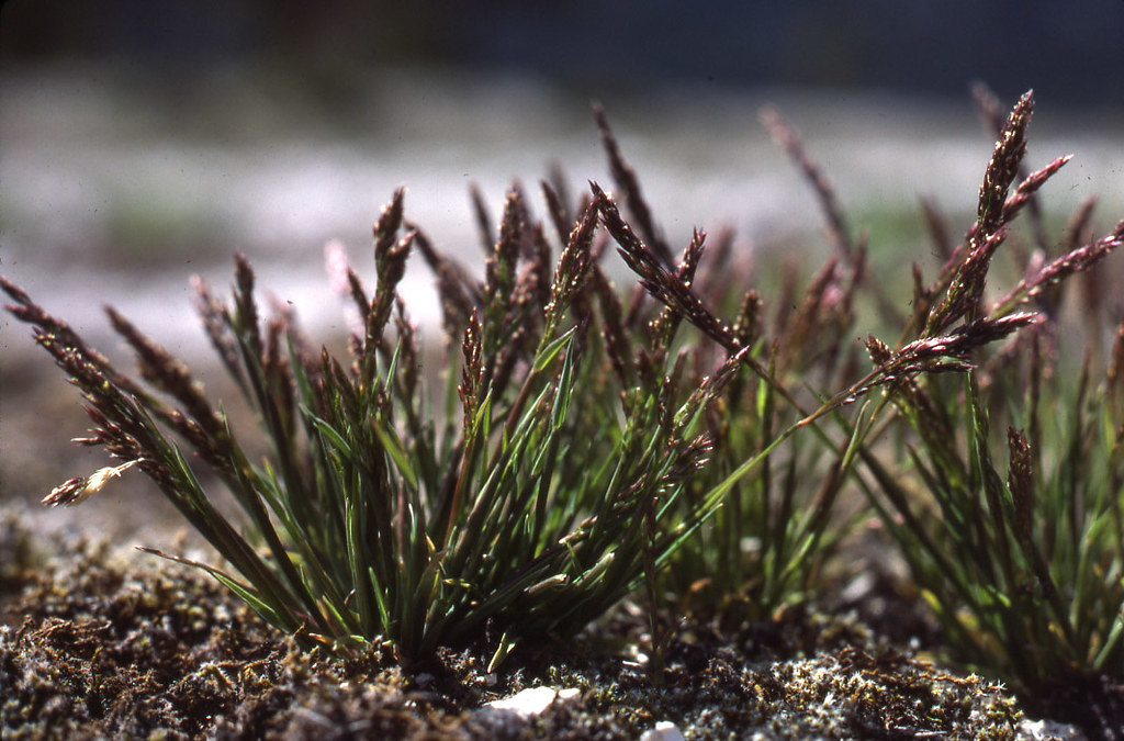 Bentgrass