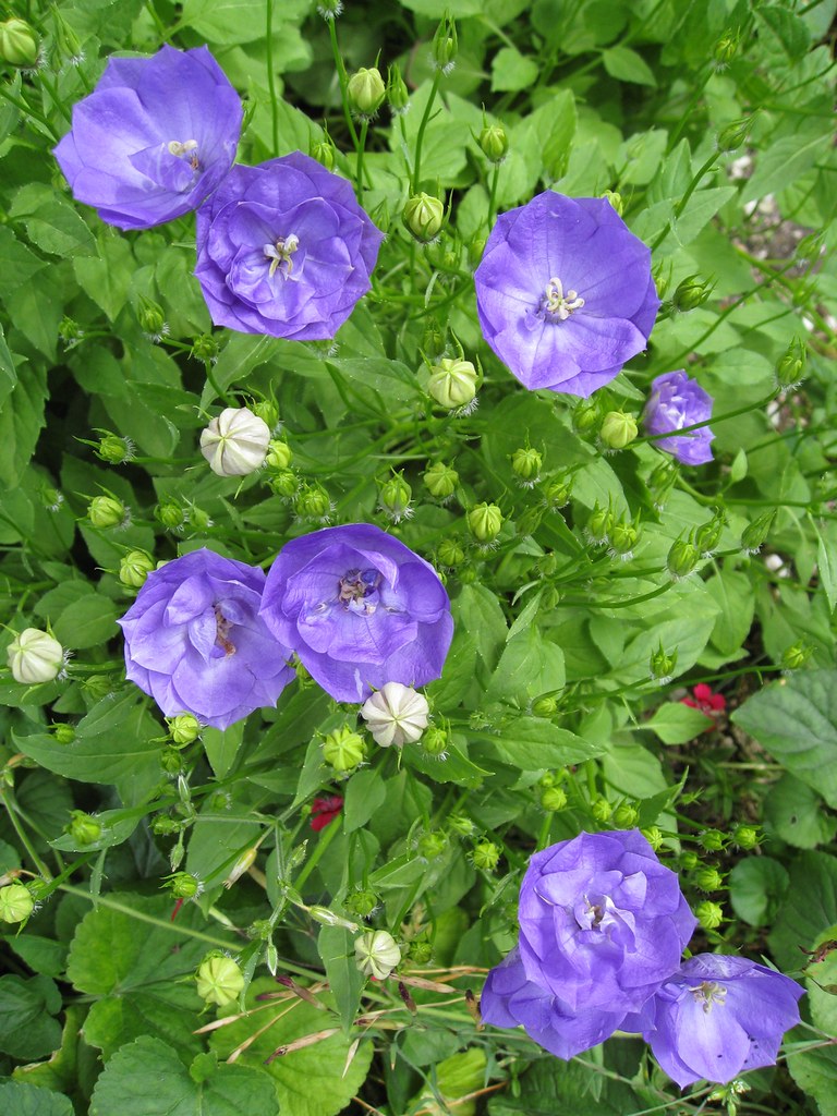 Carpathian Bellflowers