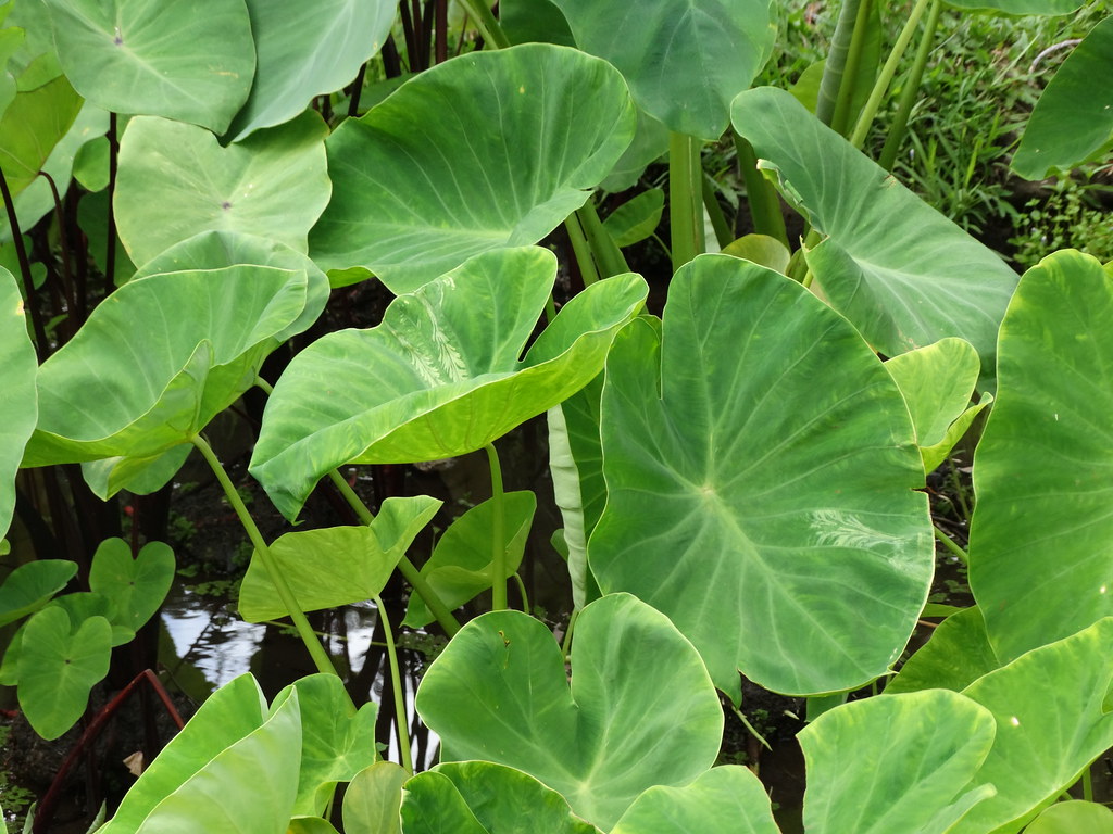 Colocasia Esculenta