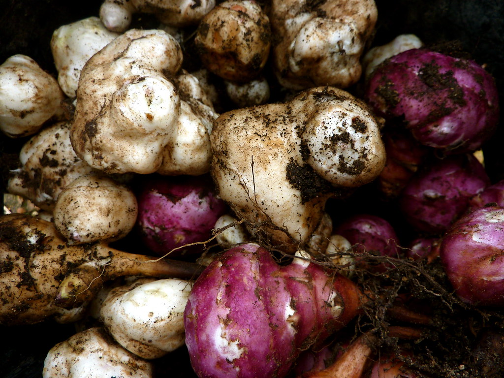 Jerusalem Artichoke