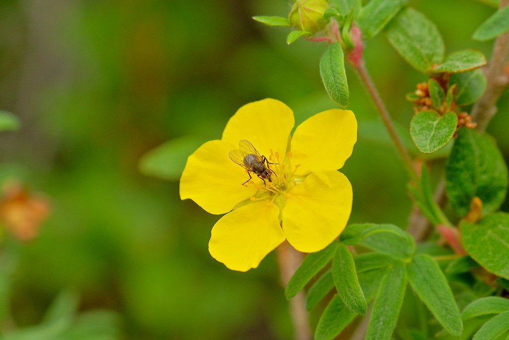 Shrubby Cinquefoil