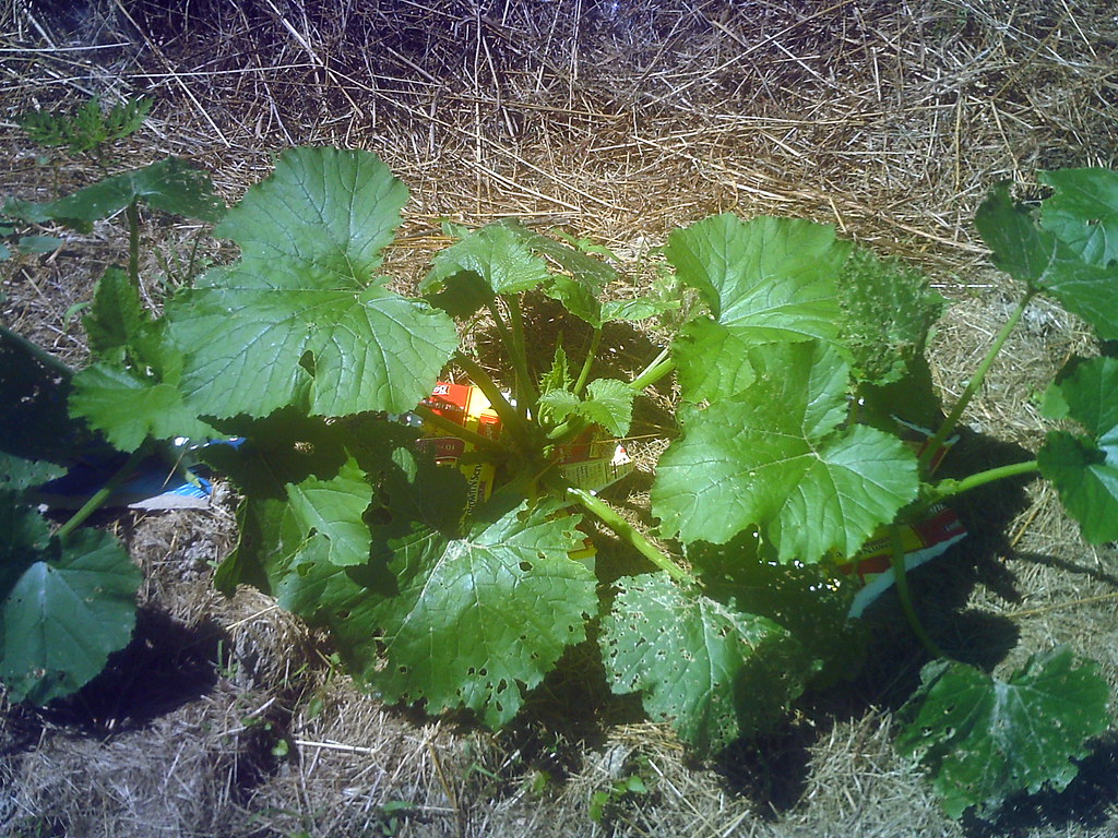 Squash Plant