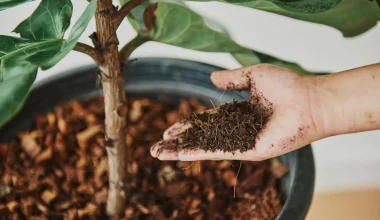 Best Fertilizers for Houseplants