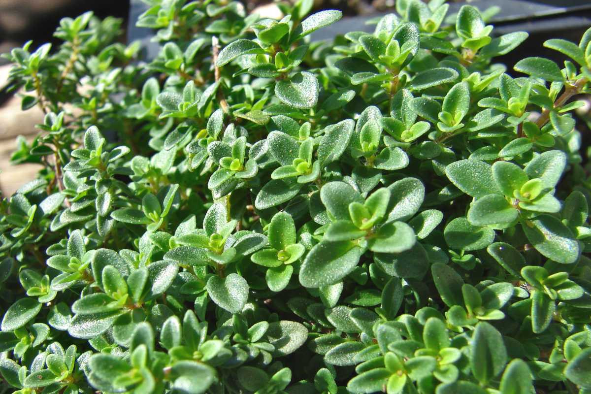 Lemon Thyme