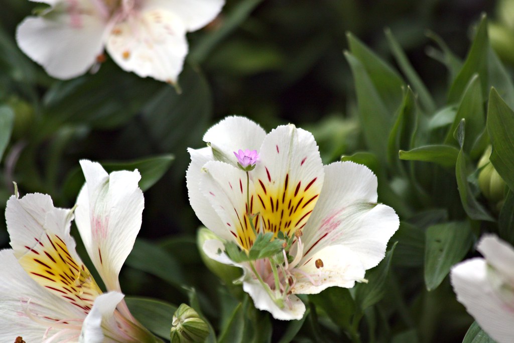 Alstroemeria