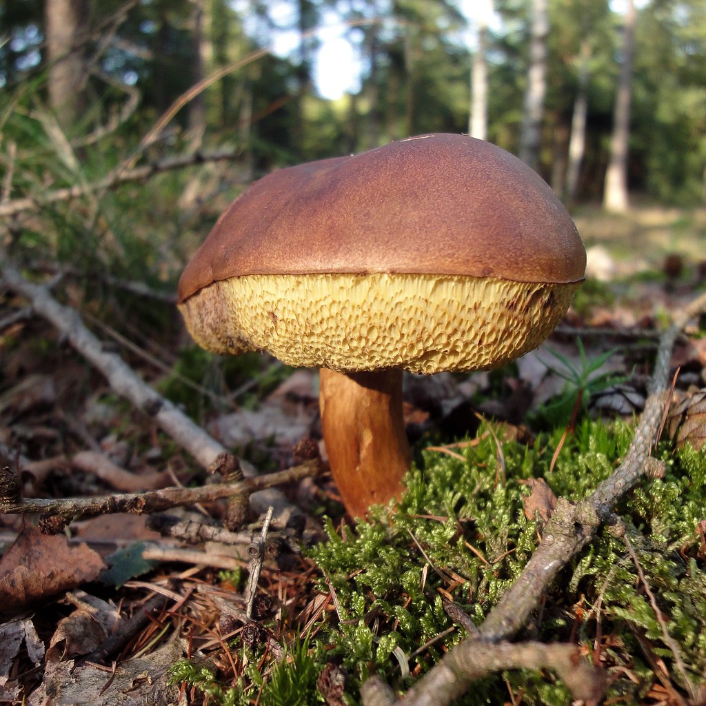 Bay Bolete Mushroom