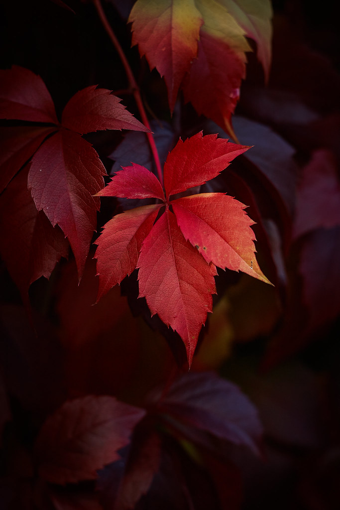 Boston Ivy