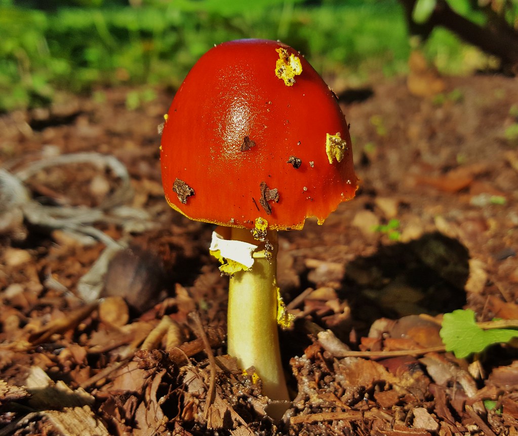 Caesar’s Mushroom