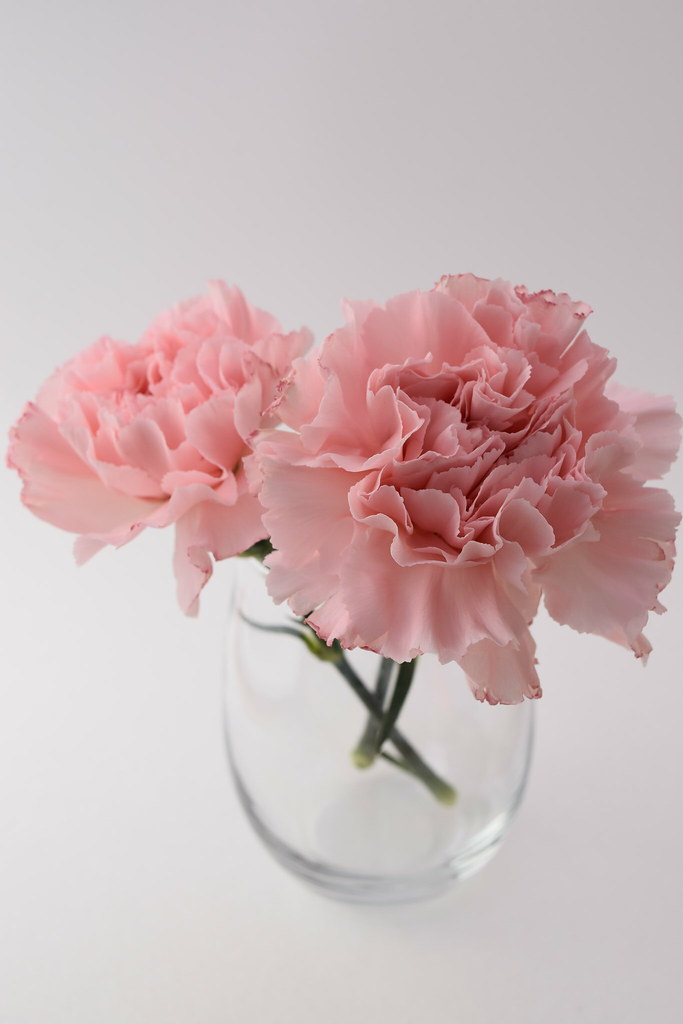 Carnation