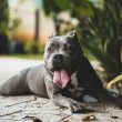 CBD's Therapeutic Effects on Arthritic Pain in Dogs