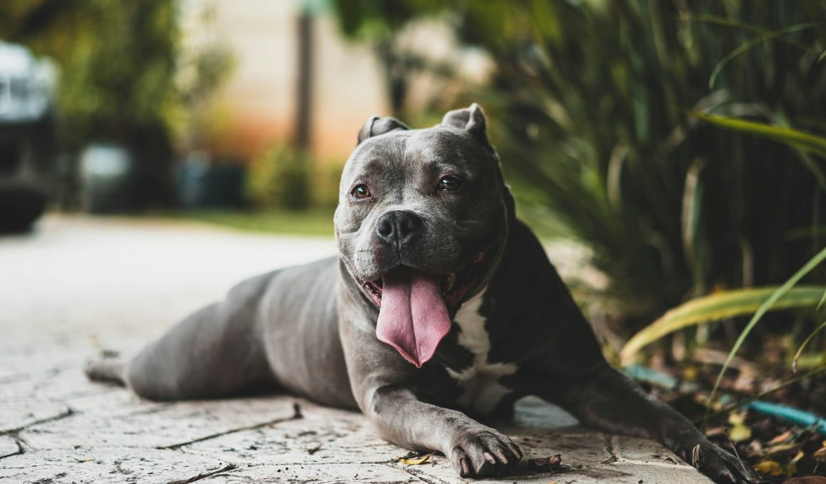 CBD's Therapeutic Effects on Arthritic Pain in Dogs