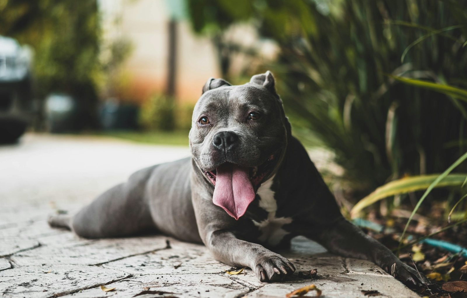 CBD's Therapeutic Effects on Arthritic Pain in Dogs